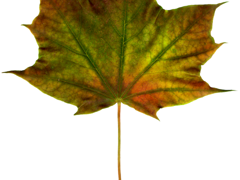 植物树叶 叶子  叶片纹理 绿叶 黄叶 红叶 绿植