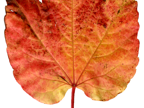 植物树叶 叶子  叶片纹理 绿叶 黄叶 红叶 绿植