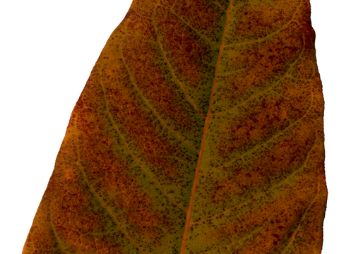 植物树叶 叶子  叶片纹理 绿叶 黄叶 红叶 绿植