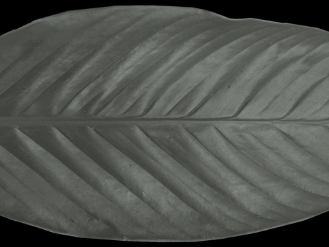 植物树叶 叶子  叶片纹理 绿叶 黄叶 红叶 绿植