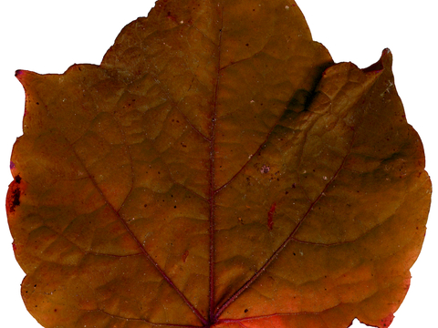 植物树叶 叶子  叶片纹理 绿叶 黄叶 红叶 绿植