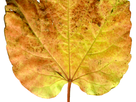 植物树叶 叶子  叶片纹理 绿叶 黄叶 红叶 绿植