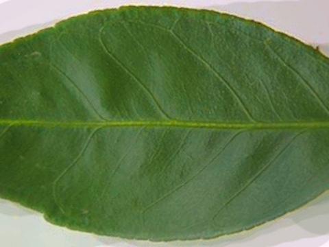 植物树叶 叶子  叶片 绿叶 黄叶 红叶 绿植