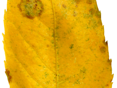 植物树叶 叶子  叶片纹理 绿叶 黄叶 红叶 绿植