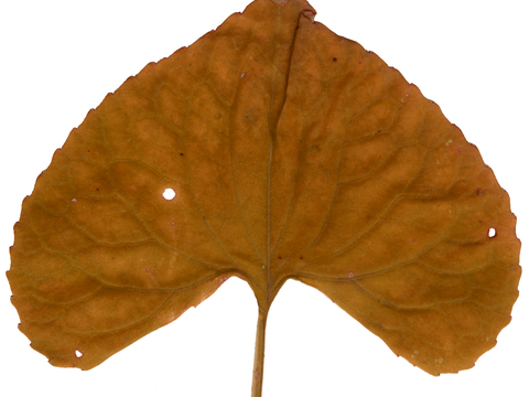 植物树叶 叶子  叶片纹理 绿叶 黄叶 红叶 绿植