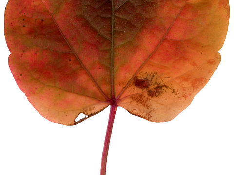 植物树叶 叶子  叶片纹理 绿叶 黄叶 红叶 绿植