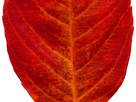 植物树叶 叶子  叶片纹理 绿叶 黄叶 红叶 绿植