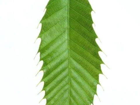 叶子 树叶 叶片 绿叶 黄叶 红叶