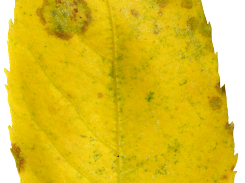 植物树叶 叶子  叶片纹理 绿叶 黄叶 红叶 绿植