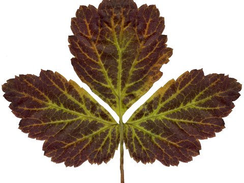  植物树叶 叶子  叶片纹理 绿叶 黄叶 红叶 绿植 