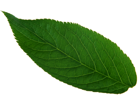  植物树叶 叶子  叶片纹理 绿叶 黄叶 红叶 绿植 