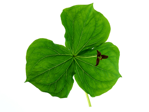  植物树叶 叶子  叶片纹理 绿叶 黄叶 红叶 绿植 