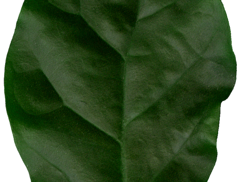  植物树叶 叶子  叶片纹理 绿叶 黄叶 红叶 绿植 