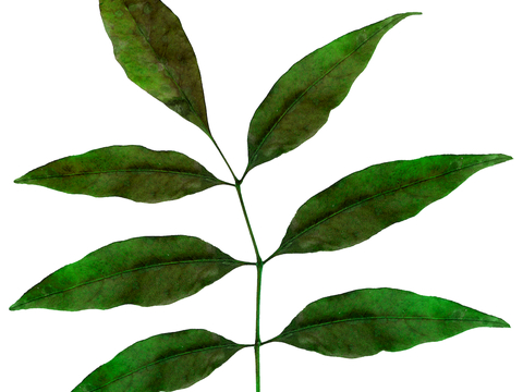  植物树叶 叶子  叶片纹理 绿叶 黄叶 红叶 绿植 