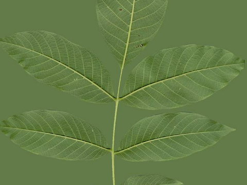  植物树叶 叶子  叶片纹理 绿叶 黄叶 红叶 绿植 