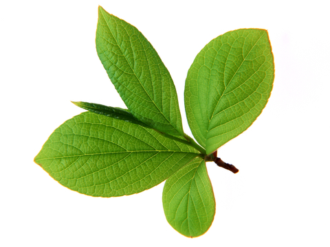  植物树叶 叶子  叶片纹理 绿叶 黄叶 红叶 绿植 