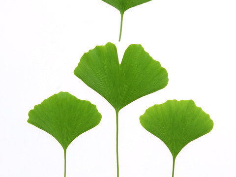  植物树叶 叶子  叶片纹理 绿叶 黄叶 红叶 绿植 