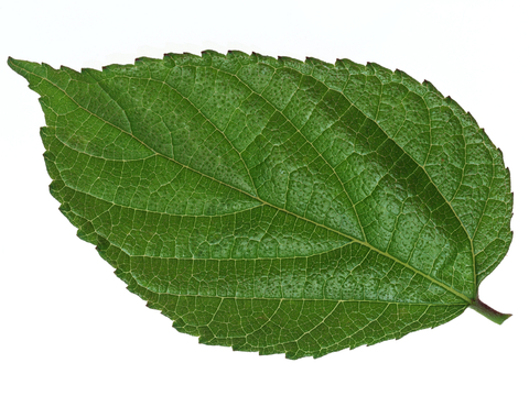  植物树叶 叶子  叶片纹理 绿叶 黄叶 红叶 绿植 