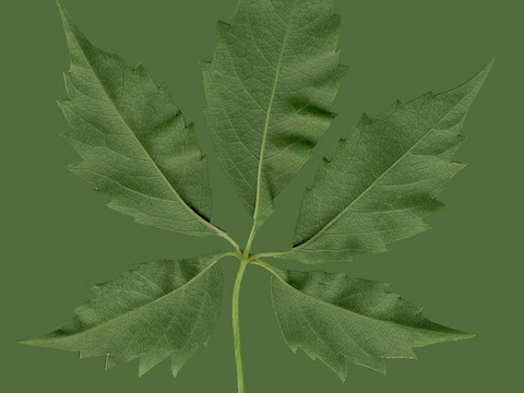  植物树叶 叶子  叶片纹理 绿叶 黄叶 红叶 绿植 