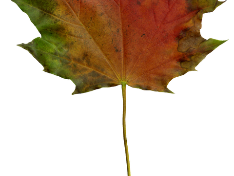 植物树叶 叶子  叶片纹理 绿叶 黄叶 红叶 绿植