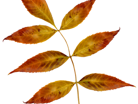  植物树叶 叶子  叶片纹理 绿叶 黄叶 红叶 绿植 