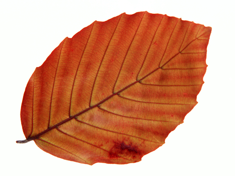  植物树叶 叶子  叶片纹理 绿叶 黄叶 红叶 绿植 