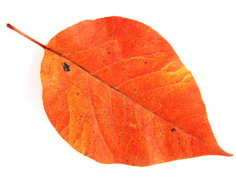  植物树叶 叶子  叶片纹理 绿叶 黄叶 红叶 绿植 