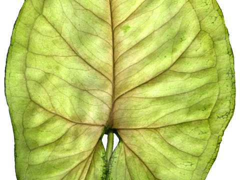  植物树叶 叶子  叶片纹理 绿叶 黄叶 红叶 绿植 