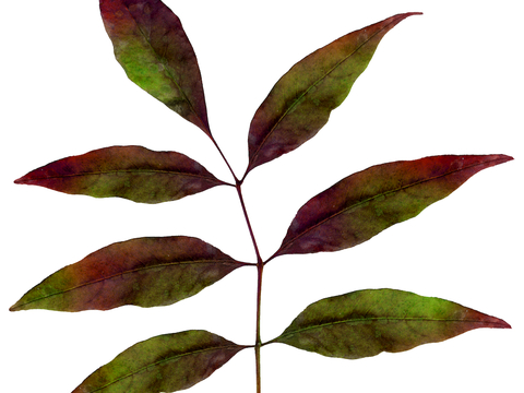  植物树叶 叶子  叶片纹理 绿叶 黄叶 红叶 绿植 