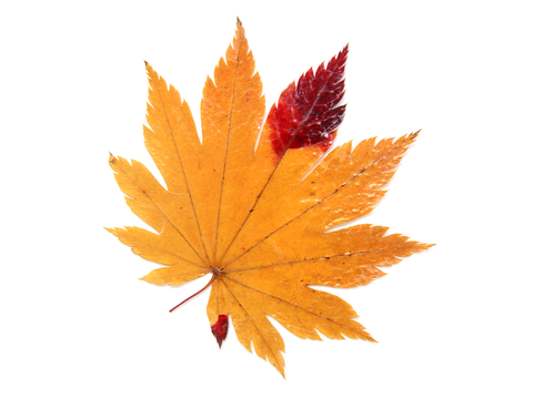  植物树叶 叶子  叶片纹理 绿叶 黄叶 红叶 绿植 