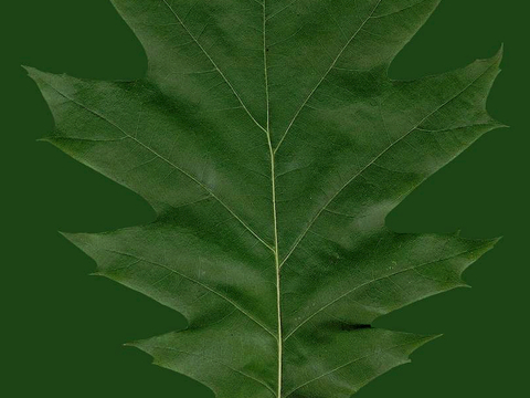  植物树叶 叶子  叶片纹理 绿叶 黄叶 红叶 绿植 