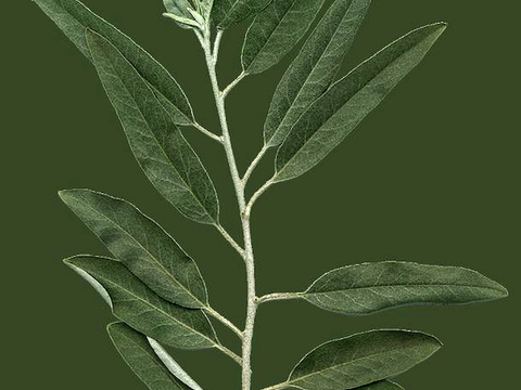  植物树叶 叶子  叶片纹理 绿叶 黄叶 红叶 绿植 