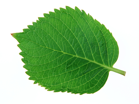  植物树叶 叶子  叶片纹理 绿叶 黄叶 红叶 绿植 