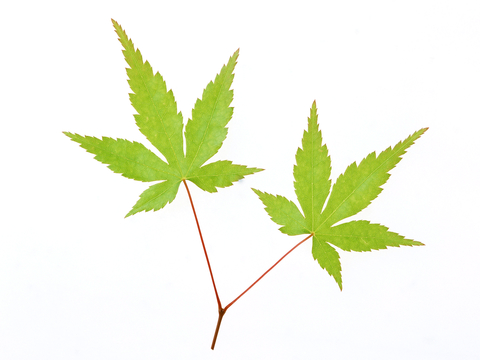  植物树叶 叶子  叶片纹理 绿叶 黄叶 红叶 绿植 