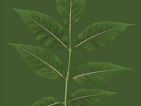  植物树叶 叶子  叶片纹理 绿叶 黄叶 红叶 绿植 