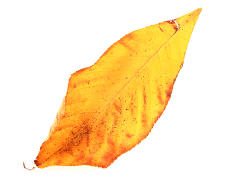  植物树叶 叶子  叶片纹理 绿叶 黄叶 红叶 绿植 