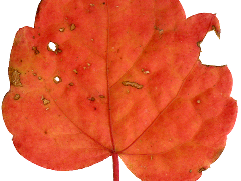  植物树叶 叶子  叶片纹理 绿叶 黄叶 红叶 绿植 