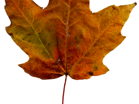 植物树叶 叶子  叶片纹理 绿叶 黄叶 红叶 绿植