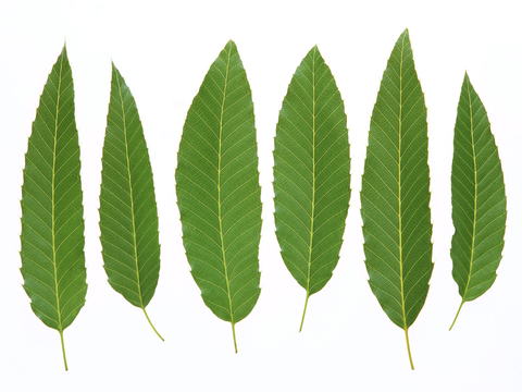  植物树叶 叶子  叶片纹理 绿叶 黄叶 红叶 绿植 