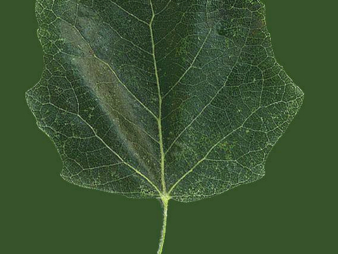  植物树叶 叶子  叶片纹理 绿叶 黄叶 红叶 绿植 