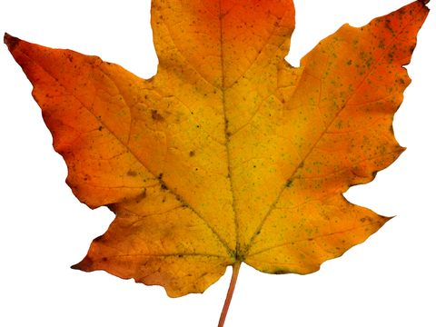 植物树叶 叶子  叶片纹理 绿叶 黄叶 红叶 绿植