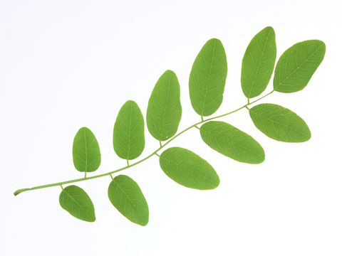  植物树叶 叶子  叶片纹理 绿叶 黄叶 红叶 绿植 