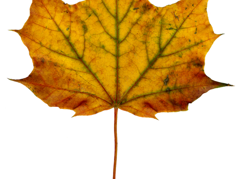  植物树叶 叶子  叶片纹理 绿叶 黄叶 红叶 绿植 