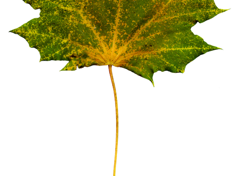  植物树叶 叶子  叶片纹理 绿叶 黄叶 红叶 绿植 