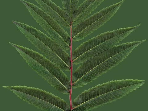  植物树叶 叶子  叶片纹理 绿叶 黄叶 红叶 绿植 