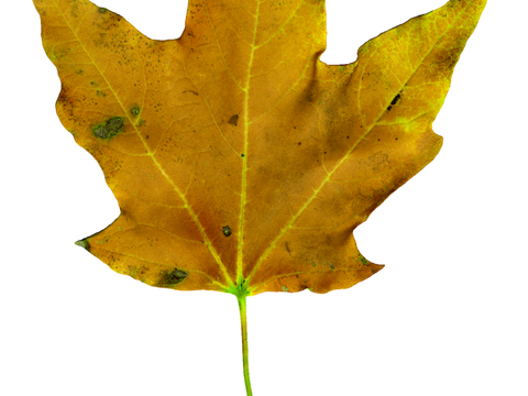  植物树叶 叶子  叶片纹理 绿叶 黄叶 红叶 绿植 