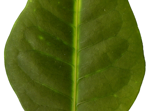  植物树叶 叶子  叶片纹理 绿叶 黄叶 红叶 绿植 