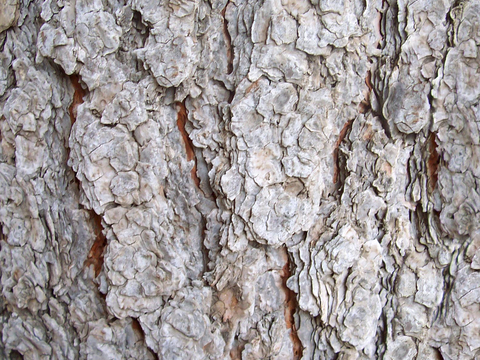  树皮 树干 木头 残旧木纹 木材 木柴 树枝 