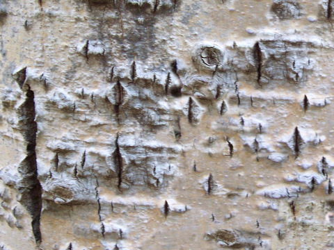  树皮 树干 木头 残旧木纹 木材 木柴 树枝 