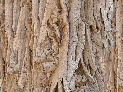 树皮 树干 木头 残旧木纹 木材 木柴 树枝